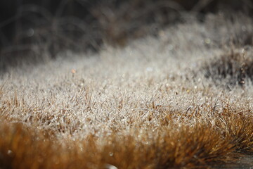 凍りついている草原
