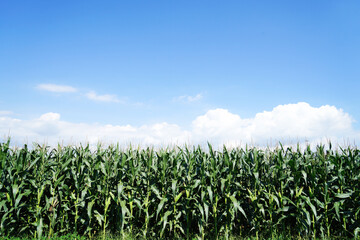 Fototapeta na wymiar The corn in the field