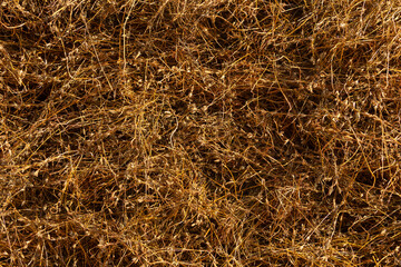 Textured background of dried sesame seeds, exposed to the sun, in the area of Bagan, Burma, Southeast Asia