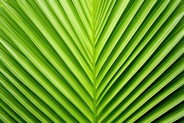 Close up of a part of a large leaf