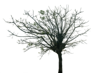 a tree with fallen twigs and leaves