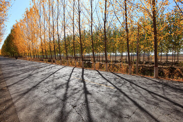 In autumn, asphalt roads and beautiful trees, The poplar forest in autumn