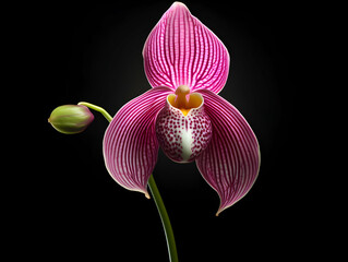 Lady Sliper Orchid&nbsp;flower in studio background, single lady sliper&nbsp;flower, Beautiful flower images