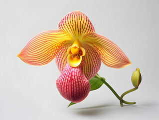 Lady Sliper Orchid&nbsp;flower in studio background, single lady sliper&nbsp;flower, Beautiful flower images