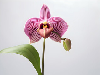 Fototapeta na wymiar Lady Sliper Orchid flower in studio background, single lady sliper flower, Beautiful flower images