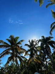 Obraz premium palm trees on the beach