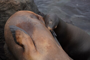 Fototapeta premium sea lion resting