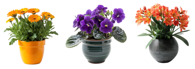 Set of colorful flower on ceramic pots over isolated transparent background. African violet, clivia and cyclamen