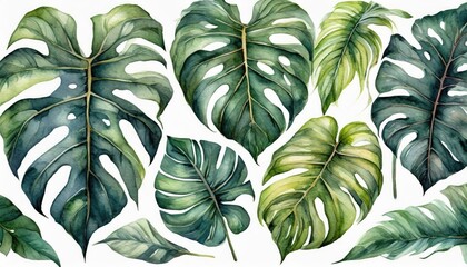 Watercolor monstera tropical leaves set illustration isolated.