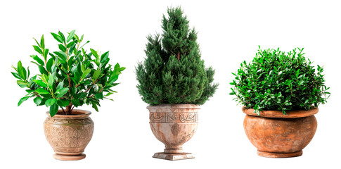 Set of different outdoors plants in elegant ceramic pots over isolated transparent background