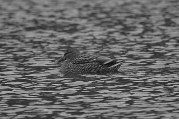 Camping Station Chêne Rouge 7 Au 12 Janvier 2024 - 1082