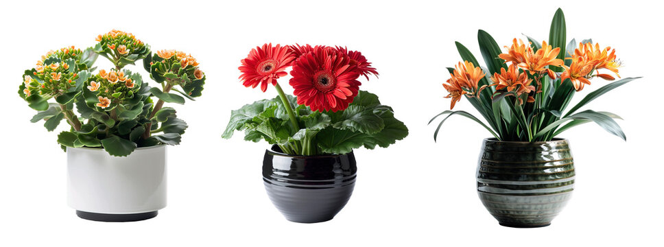 Kalanchoe, gerbera and clivia flowers in ceramic pots over white transparent background