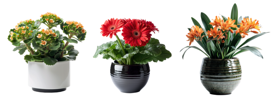 Kalanchoe, gerbera and clivia flowers in ceramic pots over white transparent background