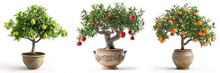 Pear, pomegranate and orange tree on a pot, Roman style garden over white background