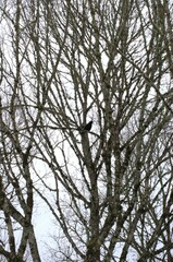 Obraz premium Bare tree on an overcast day in winter with crows, most likely American Crow (Corvus brachyrhynchos), perched in the branches. 