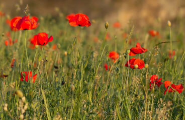 Blooming meadow with a mix of natural flowers. Meadow poppies, grass and various herbs on a sunny windy meadow.