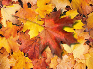 autumn background and texture in different colors, yellow, brown and orange