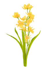 Yellow daffodil flower digital painting illustration