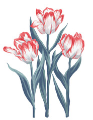 Red parrot tulips digital painting illustration