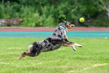 A dog of the Miniature American Shepherd breed playfully catches a flying ball on a green field