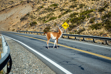 A llama, Lama Glama, standing on Route 237 on the way to San Carlos de Bariloche, Argentina, in autumn, with a landslide hazard sign behind.