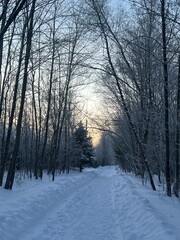 Fototapeta premium winter in the forest