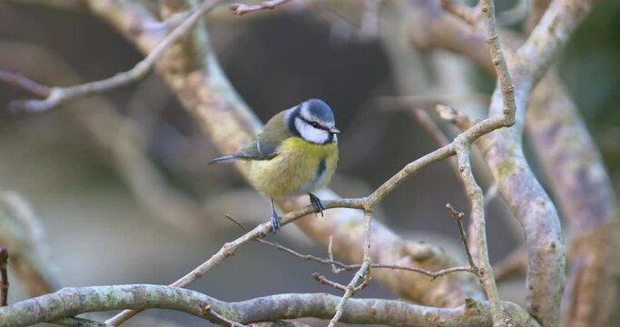 Blue Tit bird perched on branch chasing glying after an insect close up