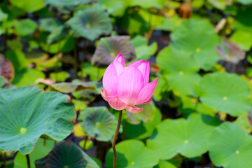 Pink white lotus flower blooming in pond with green leaves. Lotus lake, beautiful nature background.