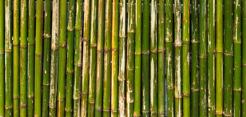 Green bamboo wall or fence background