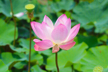 Pink lotus flower blooming in pond with green leaves. Lotus lake, beautiful nature background.