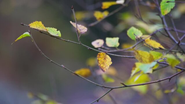 Golden autumn leaves on a tree branch. Blowing gently in the breeze with woodland backdrop