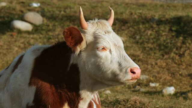 A red cow lies on the ground and chews cud