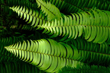 Nephrolepis exaltata, the sword fern or Boston. species of fern in family Lomariopsidaceae....