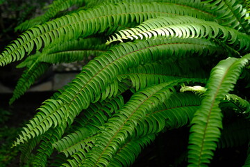 Nephrolepis exaltata, the sword fern or Boston. species of fern in family Lomariopsidaceae. greenery. 