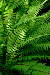 Fototapeta na wymiar Nephrolepis exaltata, the sword fern or Boston. species of fern in family Lomariopsidaceae. greenery. 