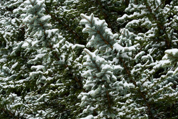 Pine trees covered with snow after a winter storm.