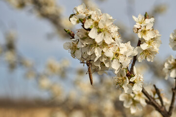 Macro close-up of crane fly on Texas Wild Plum blossom.