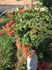 garden with flowers