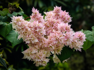 pink and white flowers
