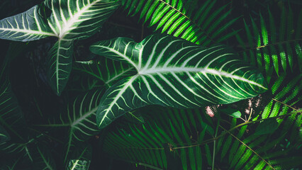 Tropical leaves texture,Abstract nature leaf green texture background.vintage dark tone,picture can used wallpaper desktop.