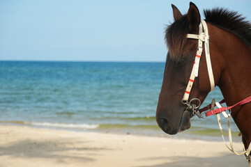 Horse head, beach view background