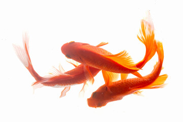 Koi fish isolated on the white background, clipping path included.