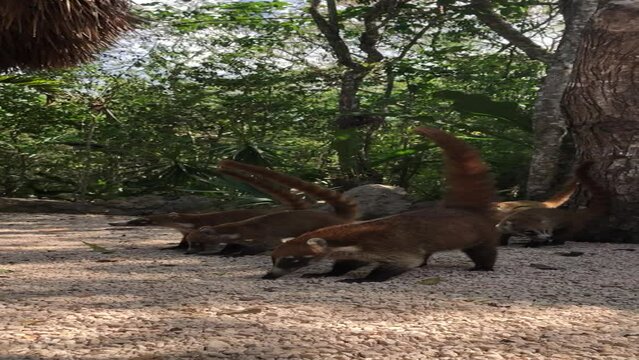 Family Feeding Frenzy: Coatis at Tulum Cenote Rest Spot, a huge family of coati mexican raccoons or kudamundis being fed and eating by a tulum cenote rest spot feeding Mexican 