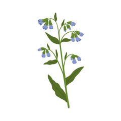 comfrey,Symphytum , field flower, vector drawing wild plants at white background, floral element, hand drawn botanical illustration