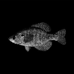 White Crappie hand drawing vector isolated on black background.