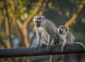A vervet monkey mother and her baby sitting on a wooden fence pole looking cute inside the camp of a game reserve in South Africa