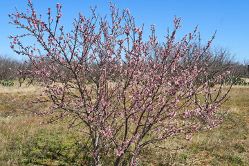 Blooming Peach Tree in the Desert of Texas.