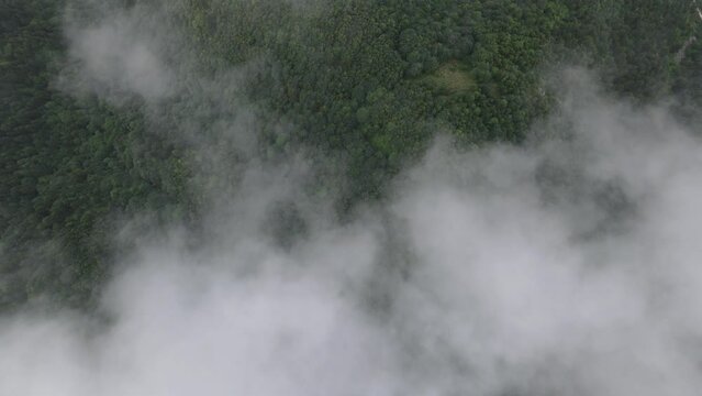 Drone view of lush forest through fog, tree-covered mountain landscape