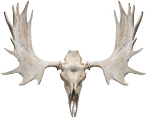 Skull Moose and Moose horns isolated on white background, Moose horns isolated on white background