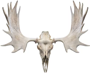 Papier Peint photo Orignal Skull Moose and Moose horns isolated on white background, Moose horns isolated on white background